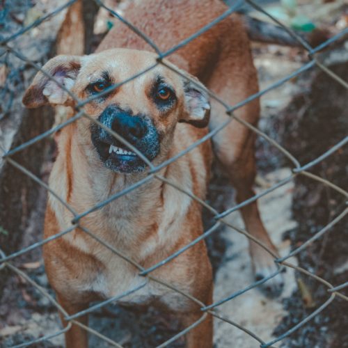 dog attacks california